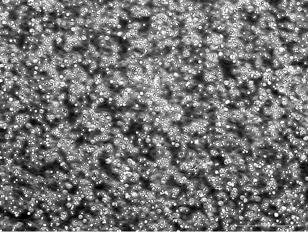 OriCell™ E.G7-OVA Mouse T-Cell Lymphoma Cell Line