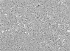 F344 Rat Cortical Astrocytes