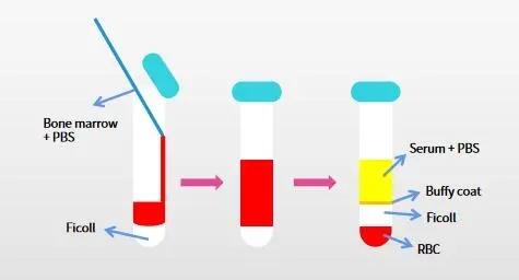 Density gradient centrifugation workflow for enriching mononuclear cells in mouse/rat bone marrow