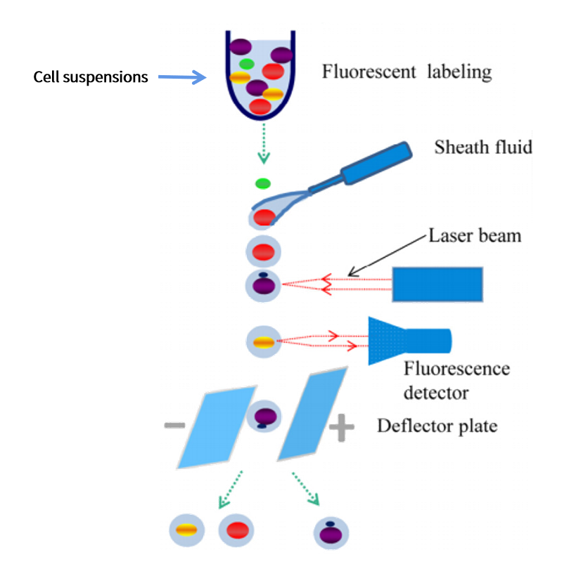 Principle of flow cytometric sorting (FACS) with charged droplet deflection