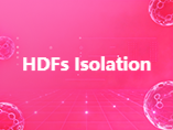 What Are Fibroblasts? A Guide to Understanding and Isolating Human Dermal Fibroblasts (HDFs)