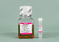 Serum Free Medium For Human Fetal Neural Stem Cells