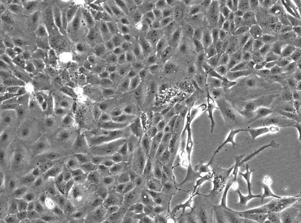 Pt K1 Kangaroo Kidney Cell Line-K2-0101