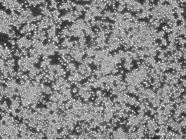 OriCell™ L6565 Mouse Leukemia Clone Cell Line