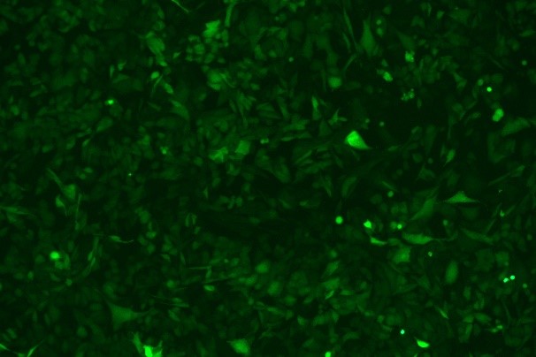 KLN 205 Mouse Lung Squamous Cell Carcinoma Cell Line with Luciferase & GFP-M0-0205