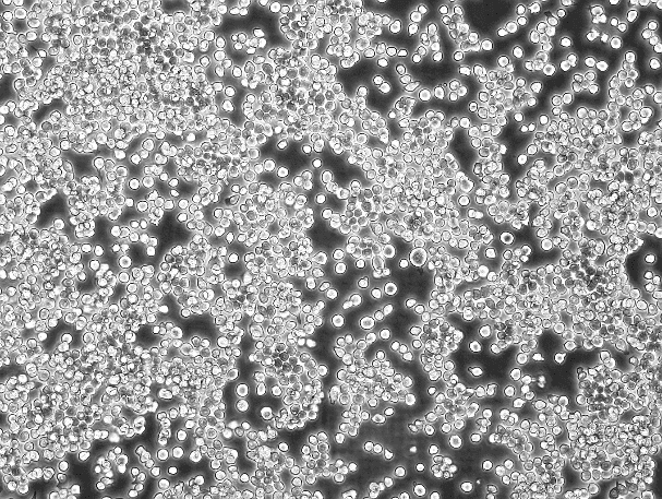 MH-S Mouse Alveolar Macrophage Cell Line-M0-0401