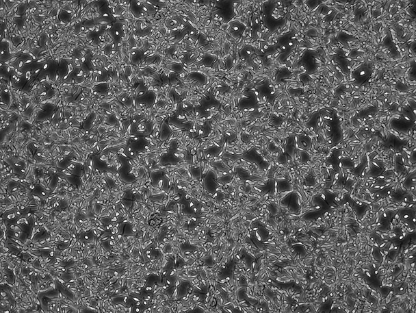 CT26.WT Mouse Colon Cancer Cell Line-M1-0101