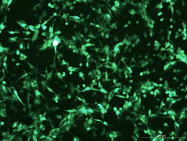 CT26.WT Mouse Colon Cancer Cell Line with GFP-M1-0103