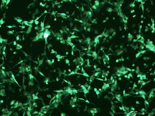 CT26.WT Mouse Colon Cancer Cell Line with GFP-M1-0103