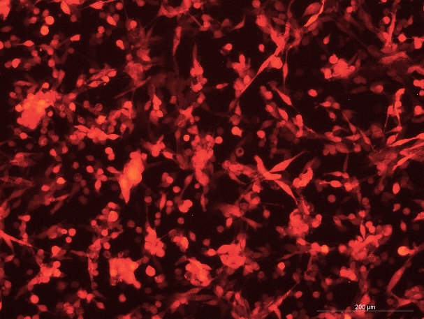 CT26.WT Mouse Colon Cancer Cell Line with RFP-M1-0104