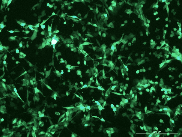 CT26.WT Mouse Colon Cancer Cell Line with Luciferase & GFP-M1-0105
