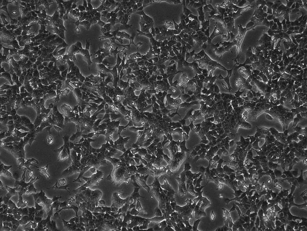 Hepa 1-6 Mouse Liver Cancer Cell Line-M1-0201