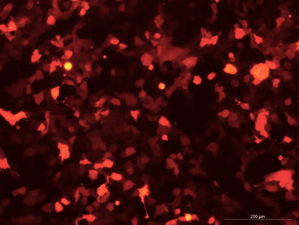 Hepa 1-6 Mouse Liver Cancer Cell Line with RFP-M1-0204