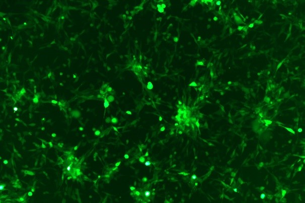 MC38 Mouse Colon Cancer Cell Line with Luciferase&GFP-M1-0405