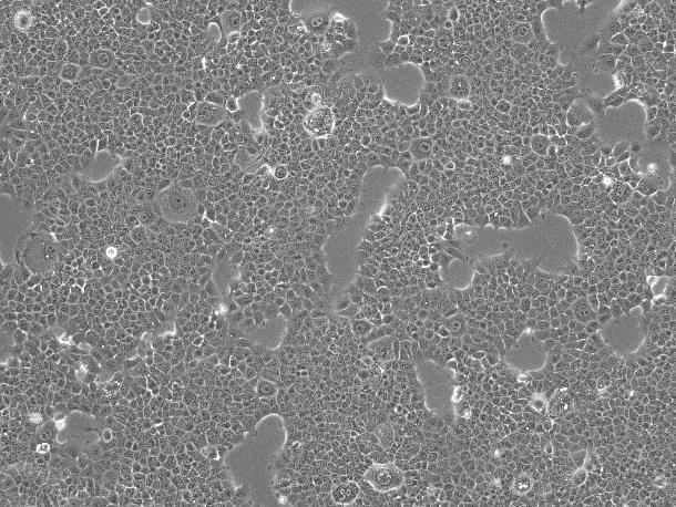 AML12 Mouse Normal Hepatocyte Cell Line-M1-0501
