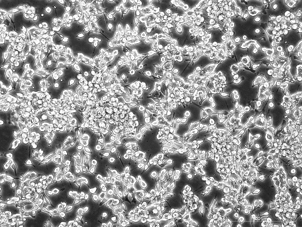 STC-1 Mouse Small Intestinal Endocrine Cell Line-M1-0901