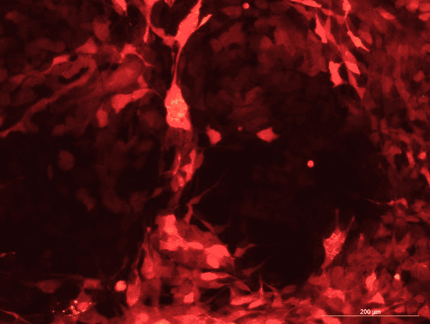 Pan02 Mouse Pancreatic Cancer Cell Line with RFP-M2-0504