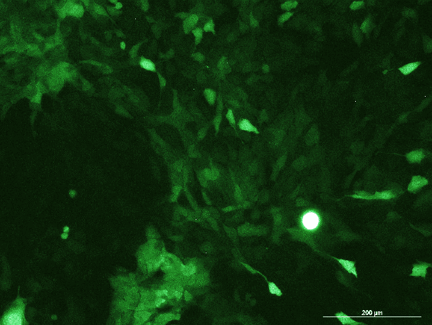Pan02 Mouse Pancreatic Cancer Cell Line with Luciferase & GFP-M2-0505