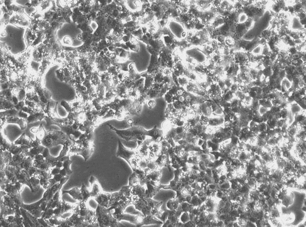 Min6 Mouse Pancreatic Beta Cell Line-M2-1101