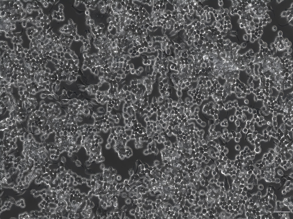 RAW 264.7 Mouse Monocyte Macrophage Leukemia Cell Line