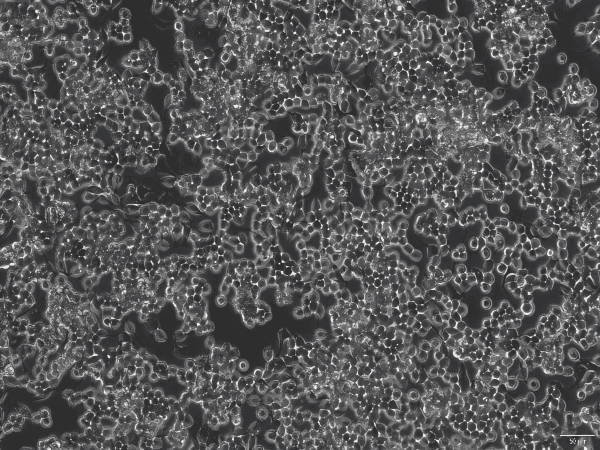 RAW 264.7 Mouse Monocyte Macrophage Leukemia Cell Line