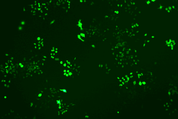 RAW 264.7 Mouse Monocyte Macrophage Leukemia Cell Line with GFP-M3-0103