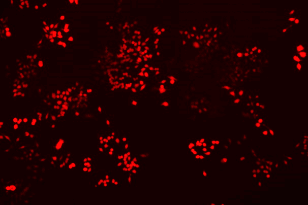 RAW 264.7 Mouse Monocyte Macrophage Leukemia Cell Line with RFP-M3-0104