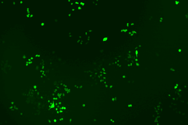RAW 264.7 Mouse Monocyte Macrophage Leukemia Cell Line with Luciferase & GFP-M3-0105