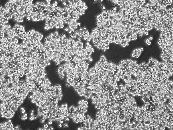 iBMDM Mouse Immortalized Bone Marrow-Derived Macrophage Cell Line