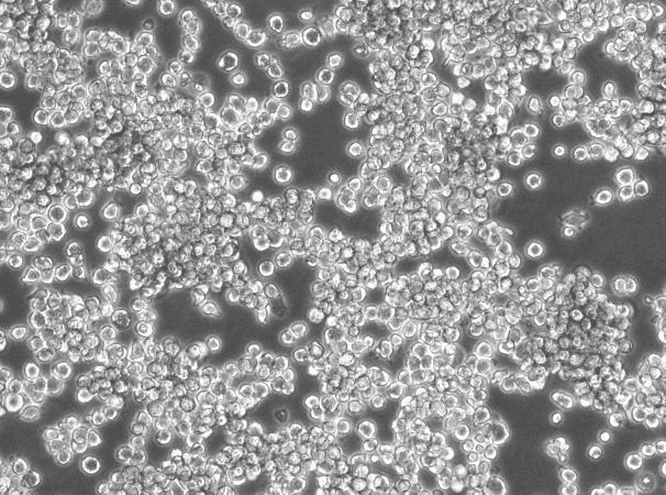 J774A.1 Mouse Monocyte Macrophage Cell Line-M3-1201