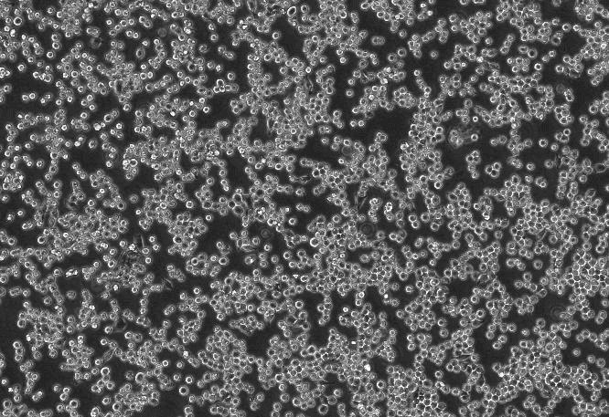 DC2.4 Mouse Bone Marrow-Derived Dendritic Cell Line-M3-1401