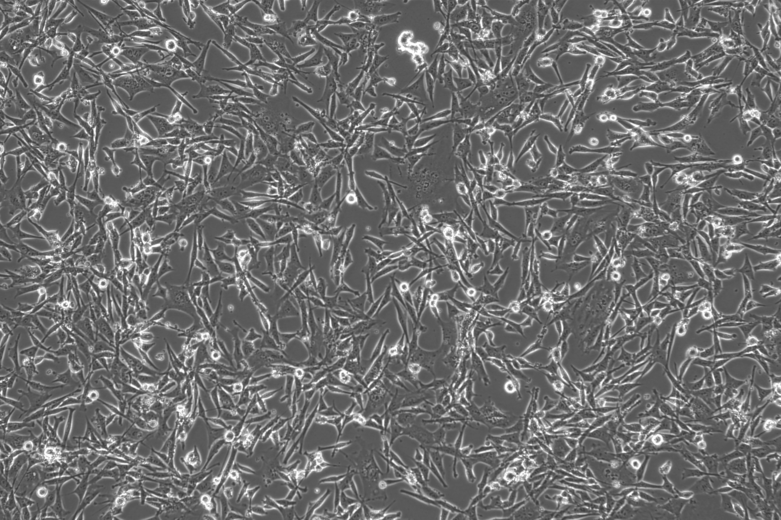 3T3-L1 Mouse Embryonic Fibroblast (Pre-Adipocyte) Cell Line with LUC-M5-0102