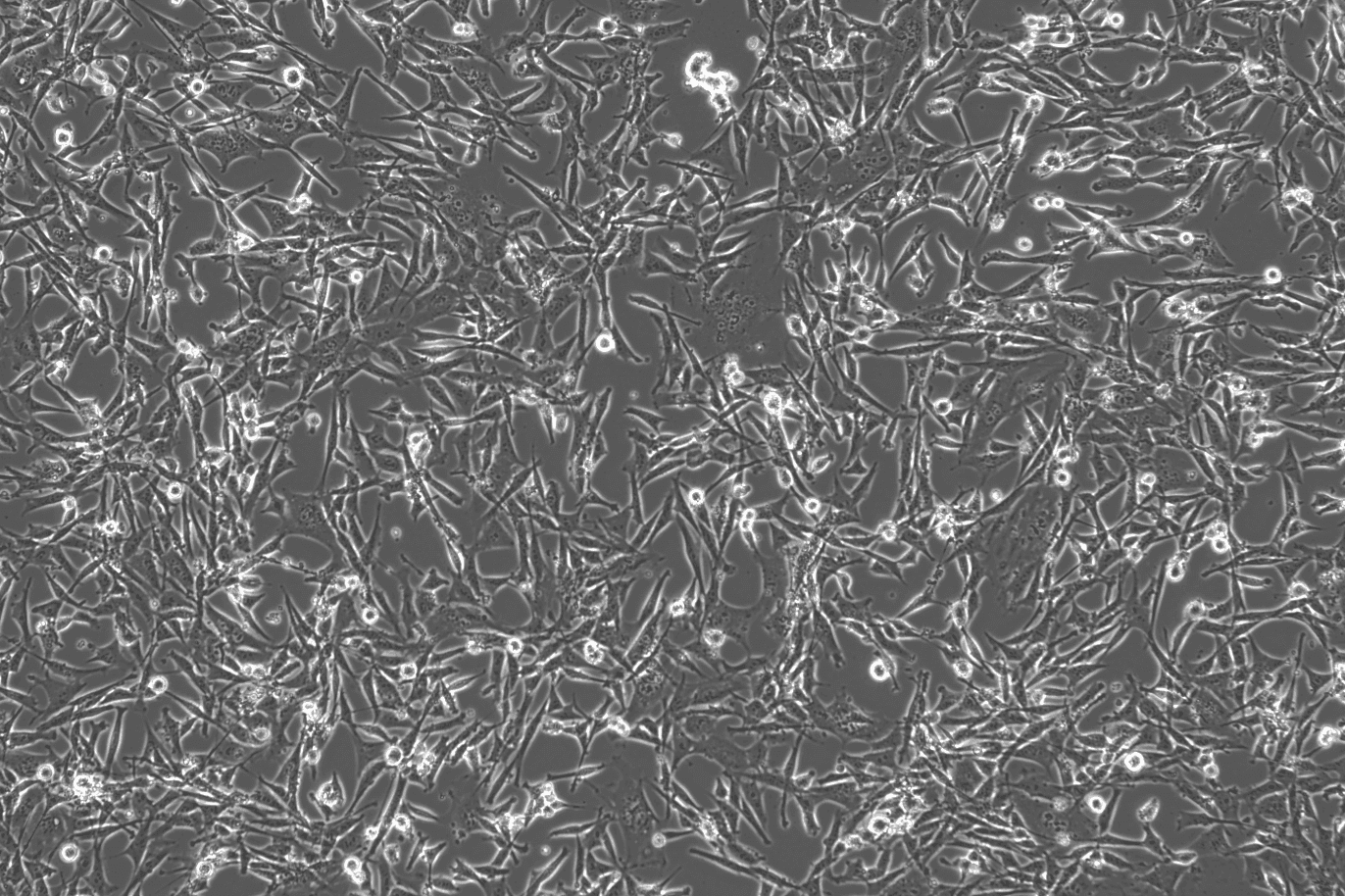 3T3-L1 Mouse Embryonic Fibroblast (Pre-Adipocyte) Cell Line with LUC-M5-0102