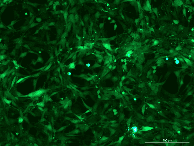 NIH/3T3 Mouse Embryonic Fibroblast Cell Line with GFP-M5-0303