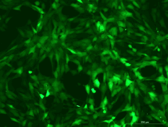 NIH/3T3 Mouse Embryonic Fibroblast Cell Line with Luciferase & GFP-M5-0305