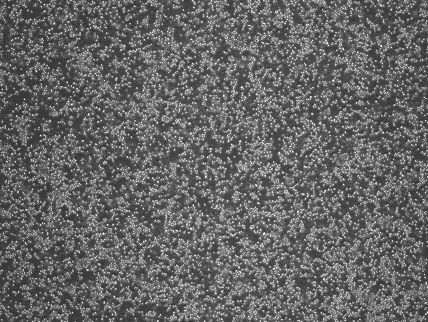 EL4 Mouse Lymphoma Cell Line-M5-0501