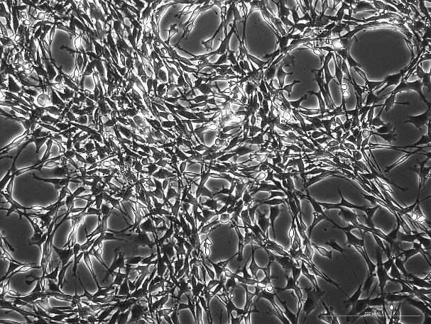 YUMM1.7 Mouse Melanoma Cell Line-M5-0701