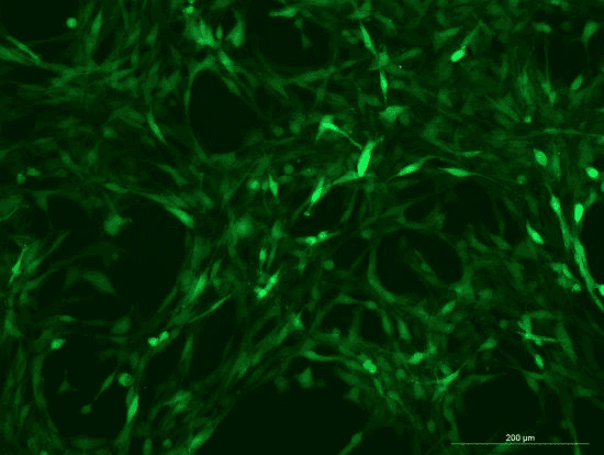 YUMM1.7 Mouse Melanoma Cell Line with GFP-M5-0703