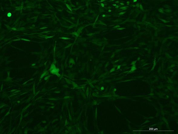 YUMM1.7 Mouse Melanoma Cell Line with Luciferase & GFP-M5-0705