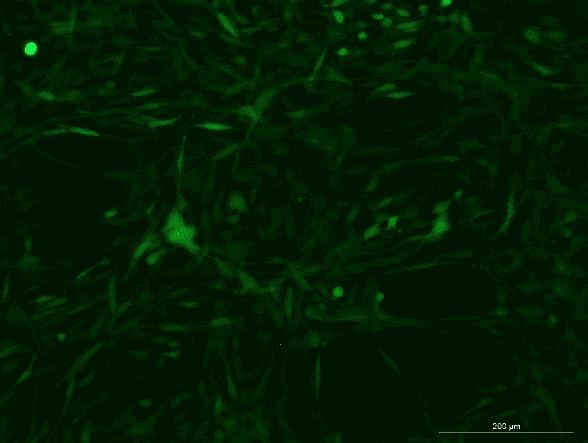 YUMM1.7 Mouse Melanoma Cell Line with Luciferase & GFP-M5-0705