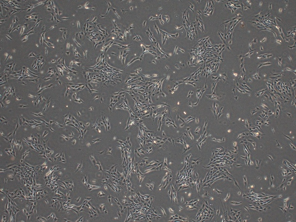 C2C12 Mouse Myoblast Cell Line