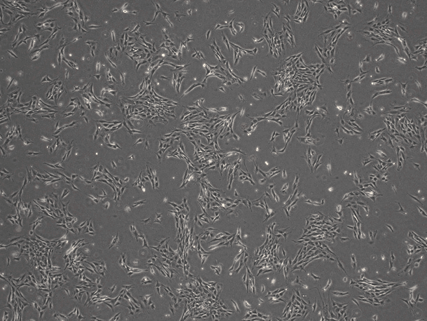 C2C12 Mouse Myoblast Cell Line