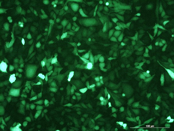 MC3T3-E1 Subclone 14 Mouse Calvarial Preosteoblast Subclone 14 Cell Line with GFP-M7-0203