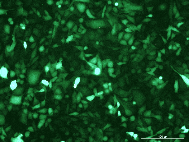 MC3T3-E1 Subclone 14 Mouse Calvarial Preosteoblast Subclone 14 Cell Line with GFP-M7-0203