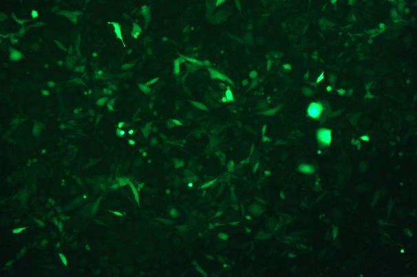MC3T3-E1 Subclone 14 Mouse Calvarial Preosteoblast Subclone 14 Cell Line with Luciferase & GFP-M7-0205
