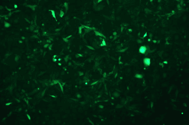 MC3T3-E1 Subclone 14 Mouse Calvarial Preosteoblast Subclone 14 Cell Line with Luciferase & GFP-M7-0205