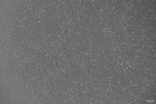 ATDC-5 Mouse Chondrogenic Cell Line-M7-0901