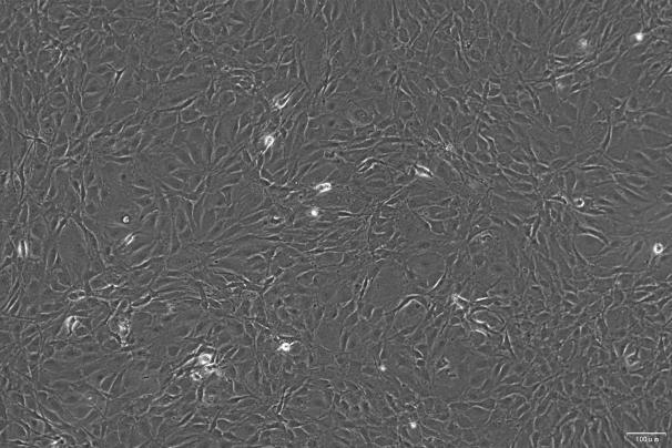 MC3T3-E1 Subclone 24 Mouse Calvarial Preosteoblast Subclone 24 Cell Line-M7-1001