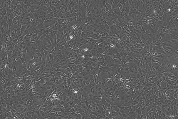 MC3T3-E1 Subclone 24 Mouse Calvarial Preosteoblast Subclone 24 Cell Line