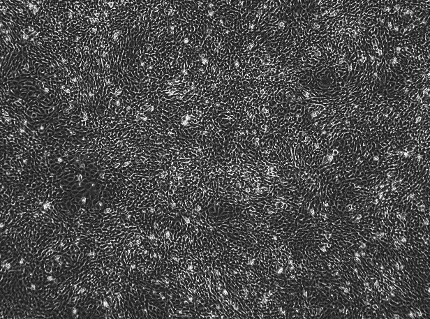 HT-22 Mouse Hippocampal Neuronal Cell Line-M8-0201